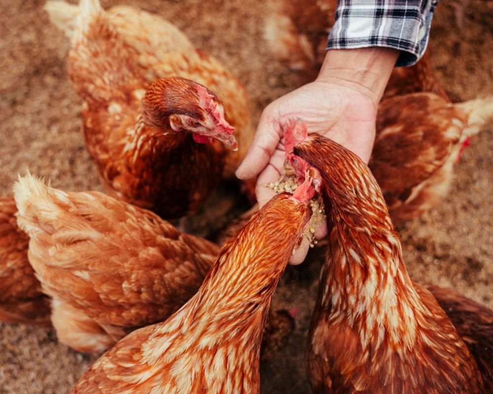 Eiproducten exponentieel duurder, vraag en aanbod helemaal uit evenwicht