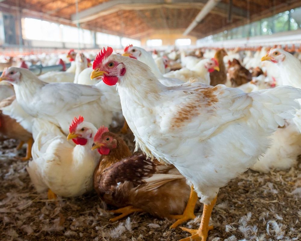 Eiproducten exponentieel duurder, vraag en aanbod helemaal uit evenwicht